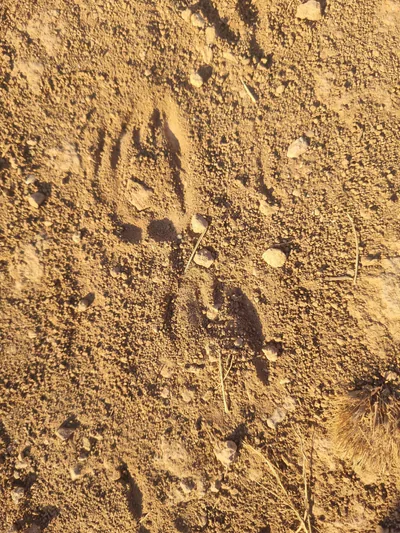 Caucasian badger (Meles canescens) — Vayots Dzor — Kjetil Kjernsmo