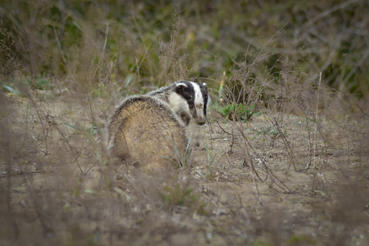 แแแฉแแ (Meles canescens) แแฃแแแแแ แกแแฅแแ แแแแแแจแ