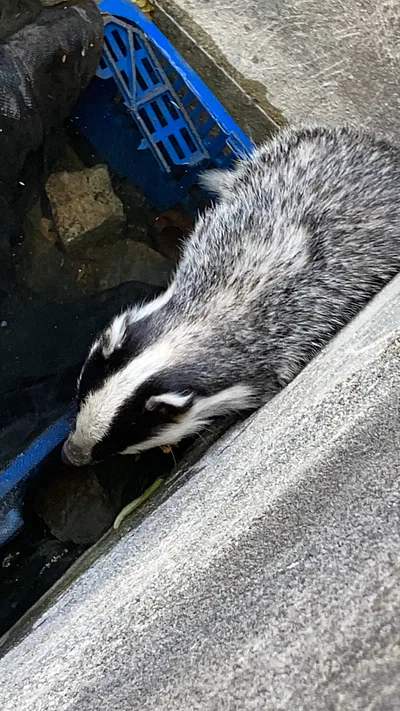 Caucasian badger (Meles canescens) — Yalova — Mehmet