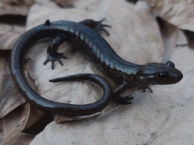 Kafkas semenderi (Mertensiella caucasica)
