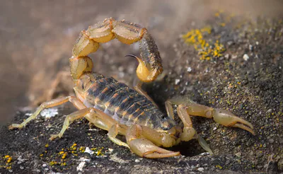 ჭრელი მორიელი (Mesobuthus eupeus) — დიდი დიღომი — Armen Seropian