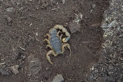 ჭრელი მორიელი (Mesobuthus eupeus) — ახალქალაქი — Barnabás Bancsik