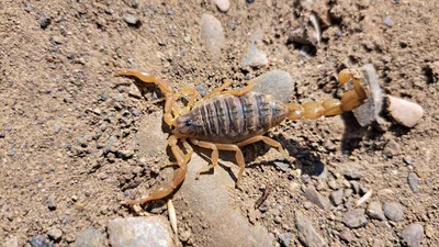 ჭრელი მორიელი (Mesobuthus eupeus) — გარდაბანი — Denis Hlaváč