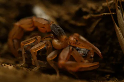 ჭრელი მორიელი (Mesobuthus eupeus) — თბილისი — Dmitry Ivanov