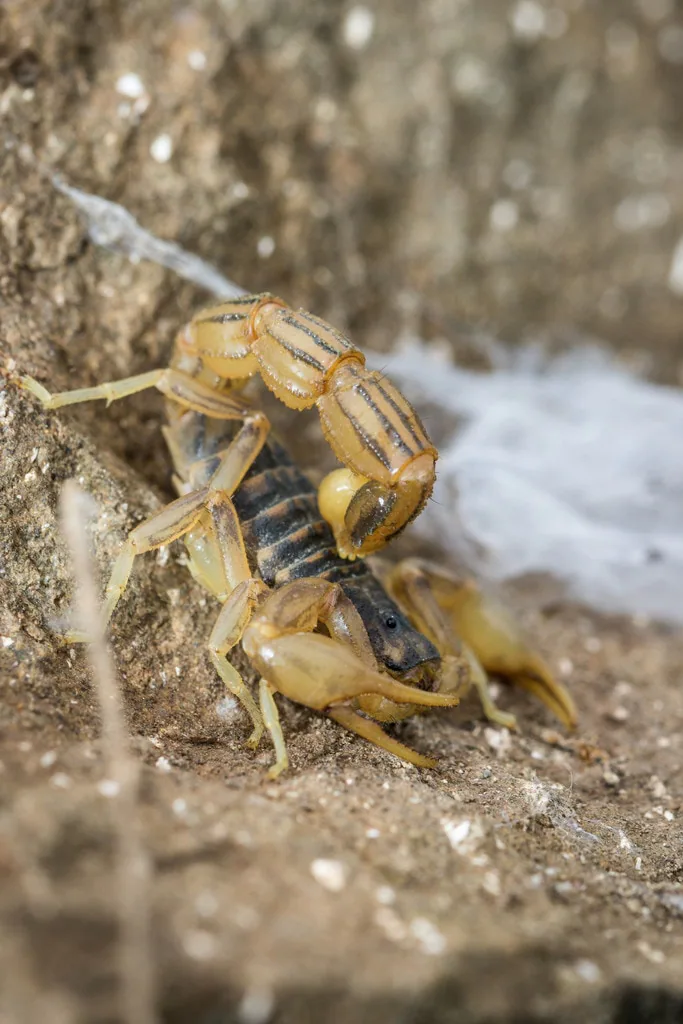 ჭრელი მორიელი (Mesobuthus eupeus) — საგარეჯო — jannic_justen