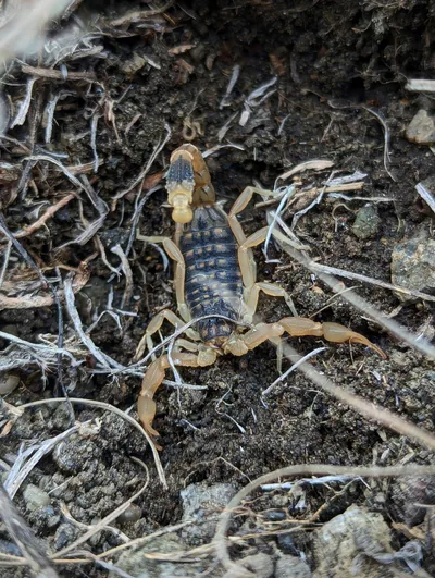 ჭრელი მორიელი (Mesobuthus eupeus) — ახალქალაქი — Kirill Kotov