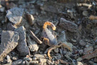 ჭრელი მორიელი (Mesobuthus eupeus) — თბილისი — ლაშა გოგოძე