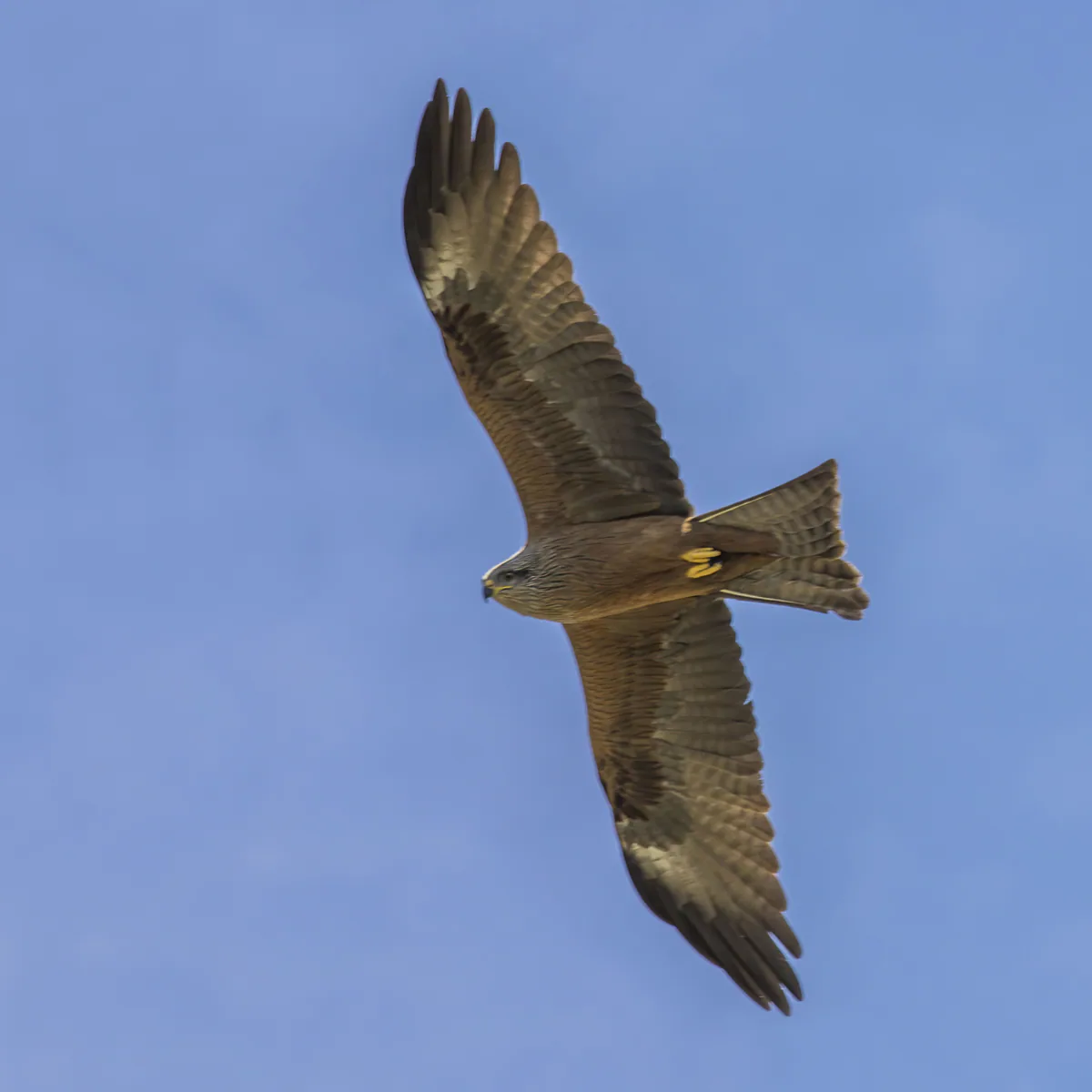 Kara çaylak (Milvus migrans) — Huelva, İspanya — Charles J. Sharp