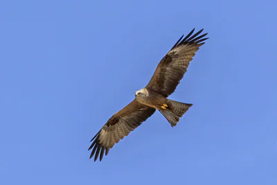 Чёрный коршун (Milvus migrans) — Уэльва, Испания — Charles J. Sharp