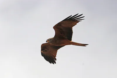 Чёрный коршун (Milvus migrans) — Сус-Масса, Марокко — Charles J. Sharp