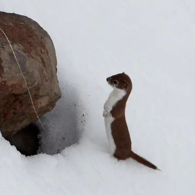 Gelincik (Mustela nivalis) — დუშეთი — Anastasiia Pashkovskaia