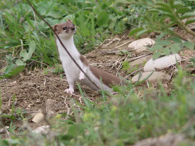 Gelincik (Mustela nivalis) — საგარეჯო — Attila Steiner