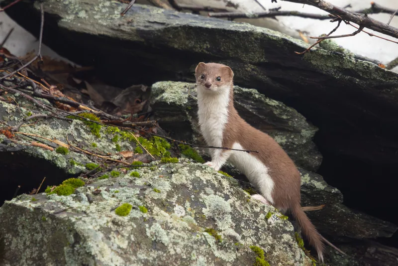 Gelincik (Mustela nivalis) — ყაზბეგი — Matthias Weid