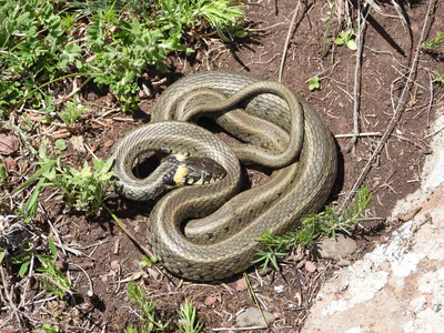 Grass snake (Natrix natrix) — Akhalkalaki