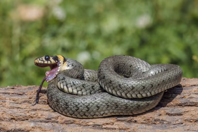 Grass snake (Natrix natrix) — Georgia — throughout, most numerous in the humid west — Charles J. Sharp