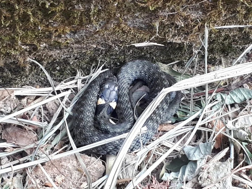 Grass snake (Natrix natrix) — Kobuleti