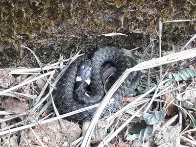 Grass snake (Natrix natrix) — Kobuleti