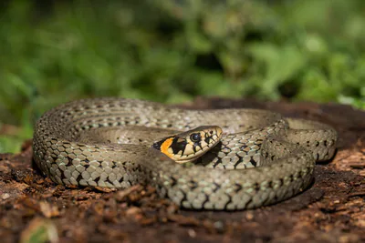 Grass snake (Natrix natrix) — Gardabani — Alex Ville