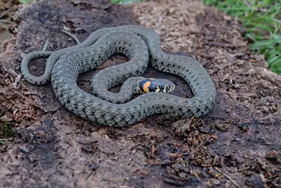 Grass snake (Natrix natrix) — Gardabani — Alexandre Roux