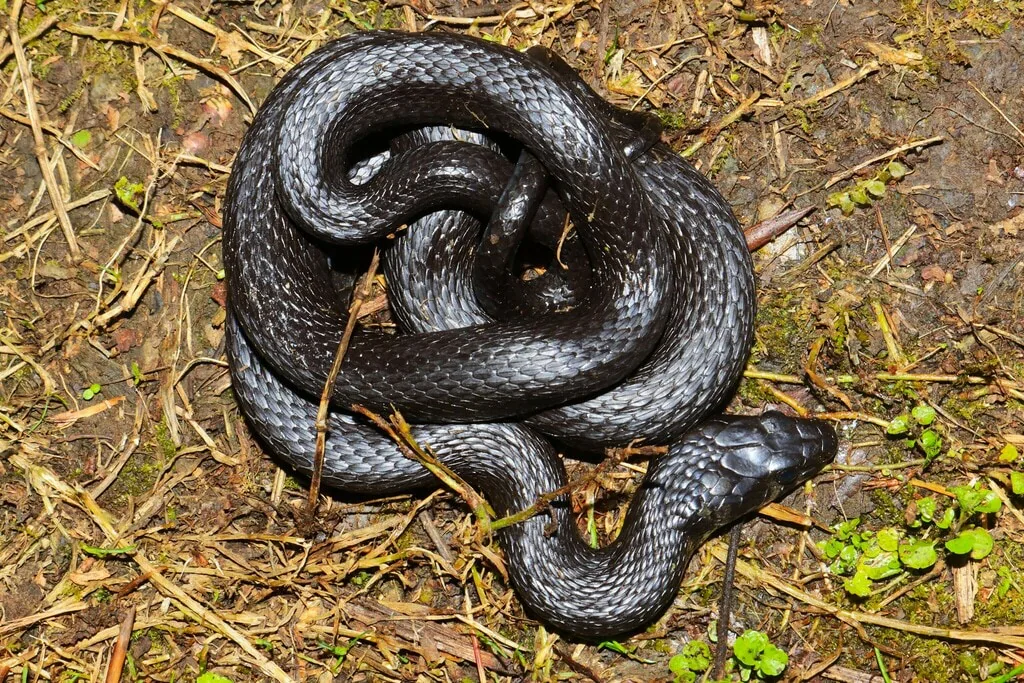 Grass snake (Natrix natrix) — Batumi — Christian Langner