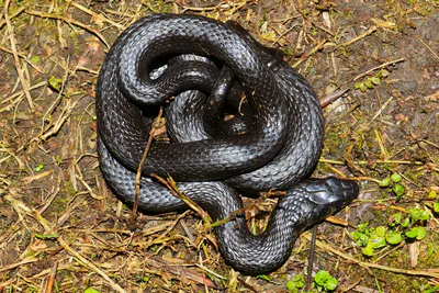 Grass snake (Natrix natrix) — Batumi — Christian Langner