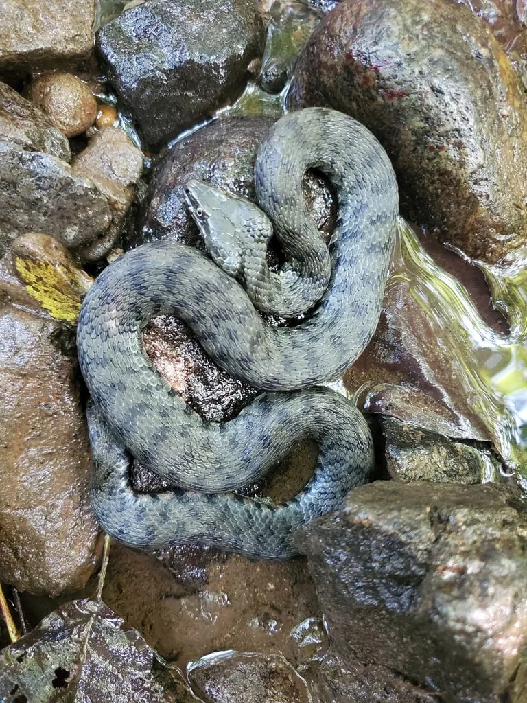 წყლის ანკარა (Natrix tessellata) საქართველო — წყალთან