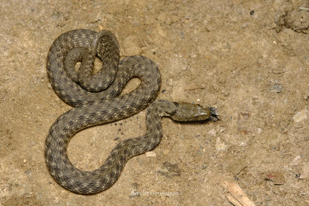 Dice snake (Natrix tessellata) — Gardabani — Brecht Quin