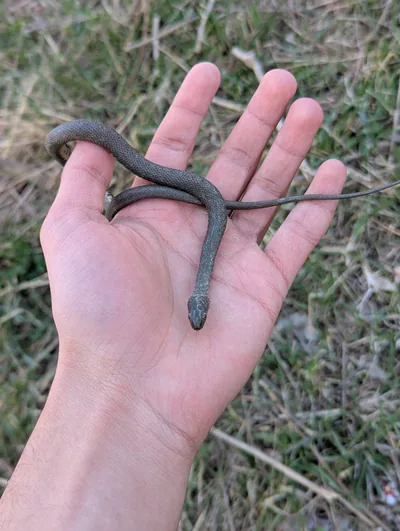 Kareli yılan (Natrix tessellata) — ლისის ტბა