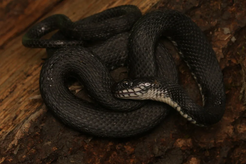 Dice snake (Natrix tessellata) — Lagodekhi — Louis Puille