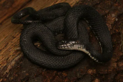 წყლის ანკარა (Natrix tessellata) — ლაგოდეხი — Louis Puille