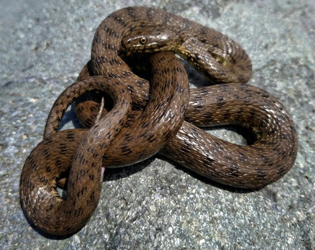 წყლის ანკარა (Natrix tessellata) საქართველო — წყალთან