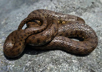 Kareli yılan (Natrix tessellata)