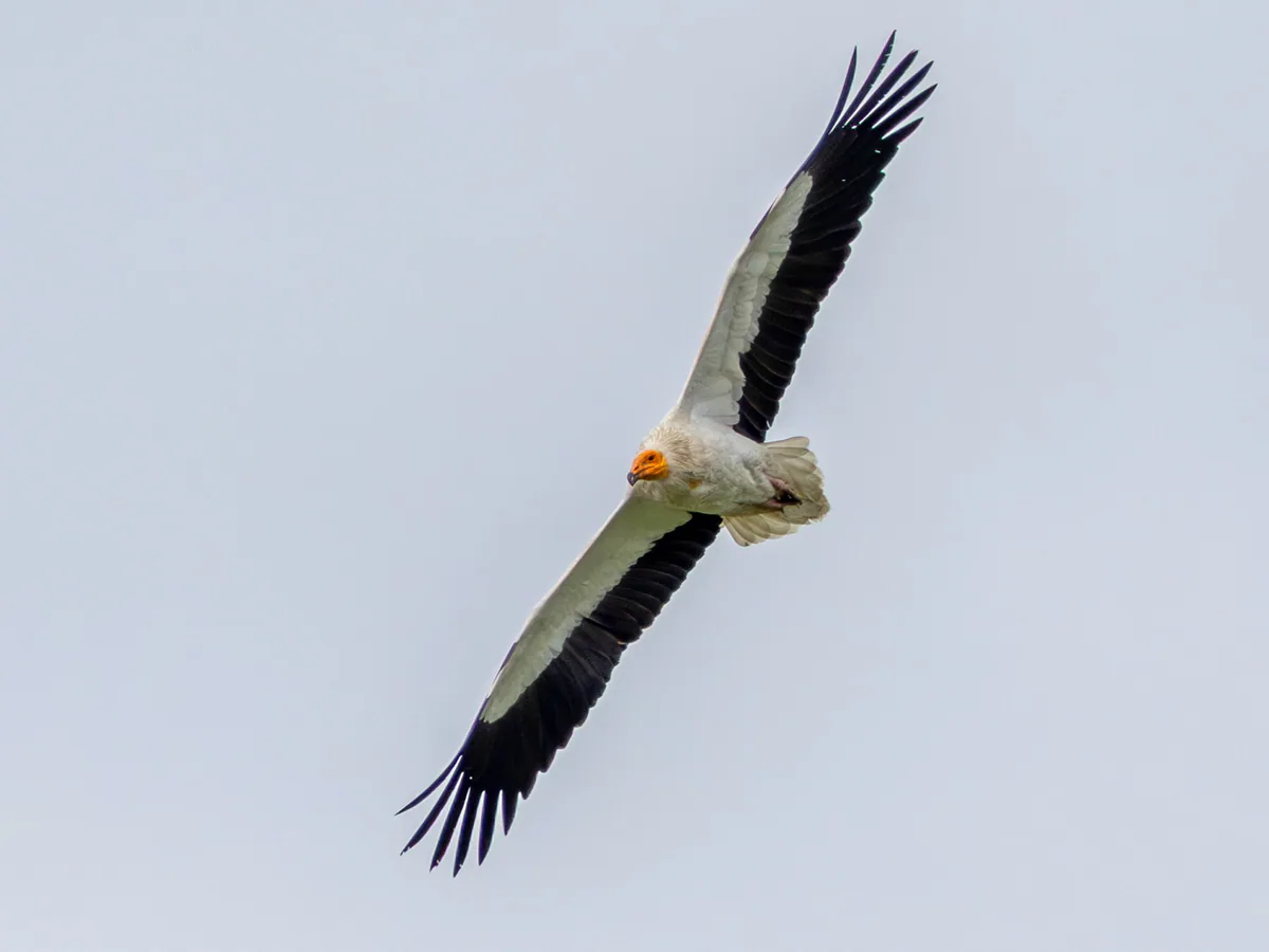 Egyptian vulture (Neophron percnopterus) — Dedoplistskaro — Attila Steiner