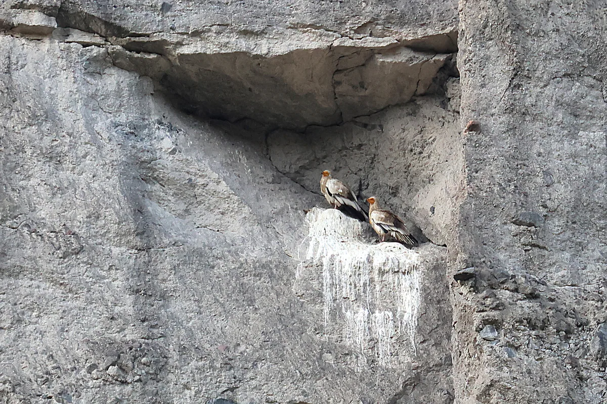 Egyptian vulture (Neophron percnopterus) — Aspindza — Gernot Kunz
