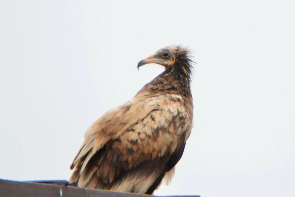 Egyptian vulture (Neophron percnopterus) — Dedoplistskaro — Giorgi Iankoshvili