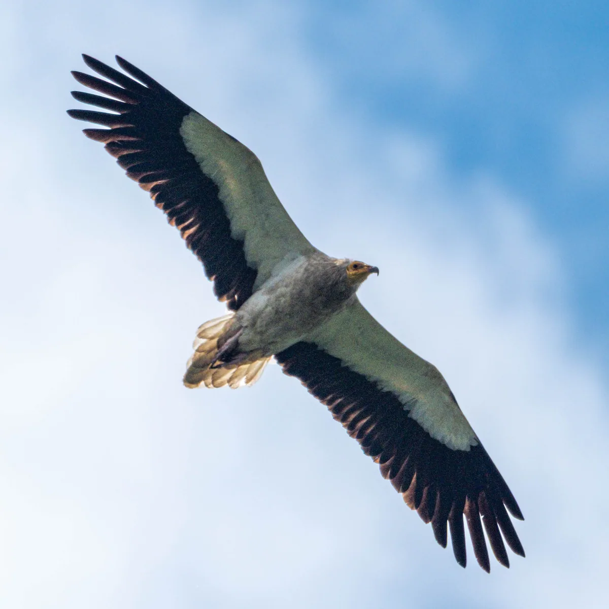 Egyptian vulture (Neophron percnopterus) — Gardabani — gogopopo