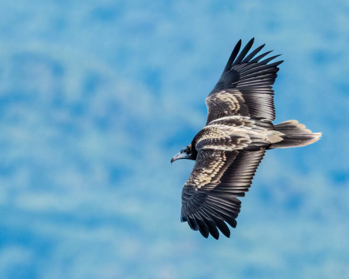 Egyptian vulture (Neophron percnopterus) — Gardabani — gogopopo