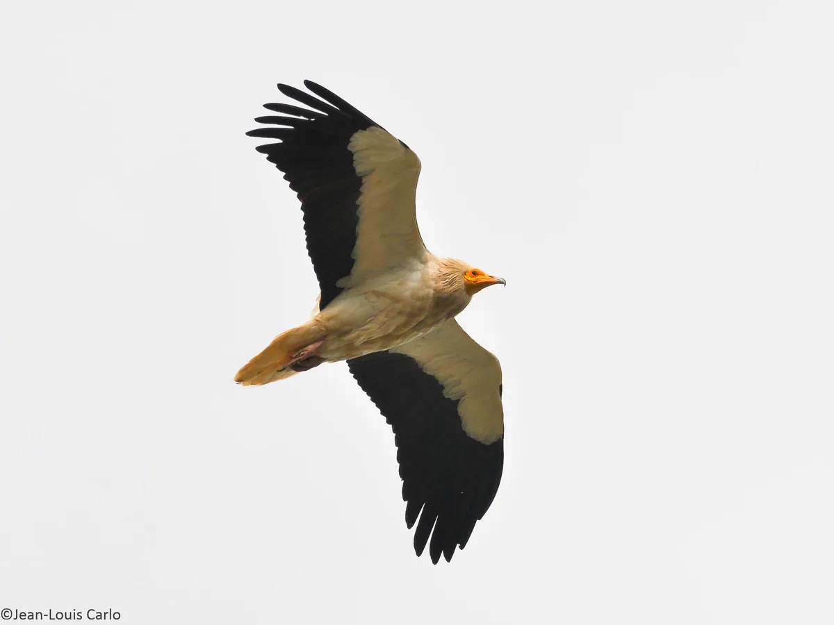 Egyptian vulture (Neophron percnopterus) — Sagarejo — Jean-Louis Carlo