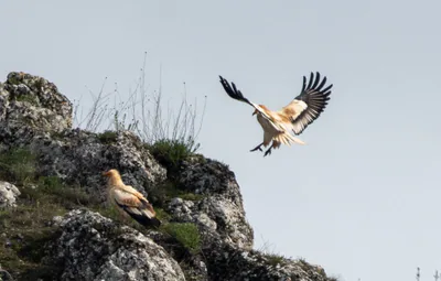 Egyptian vulture (Neophron percnopterus) — Dedoplistskaro — Stefan C