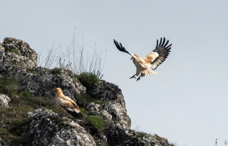 Egyptian vulture (Neophron percnopterus) — Dedoplistskaro — Stefan C