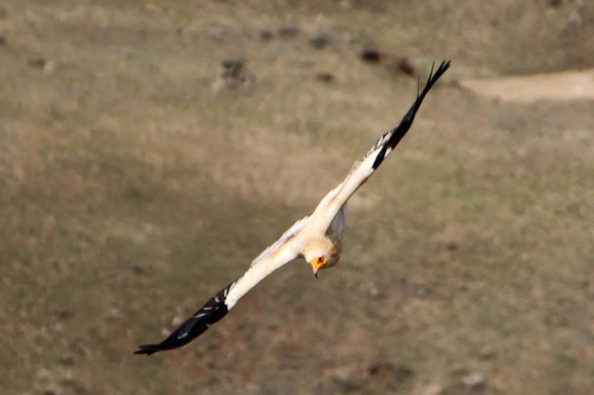 Egyptian vulture (Neophron percnopterus) — Sagarejo — tvp