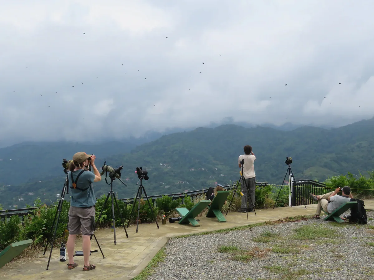 Counters watching Honey Buzzards pass Station 1 in the Batumi bottleneck.