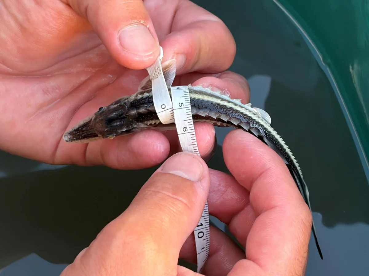 A juvenile sturgeon being measured during a survey on the Rioni.