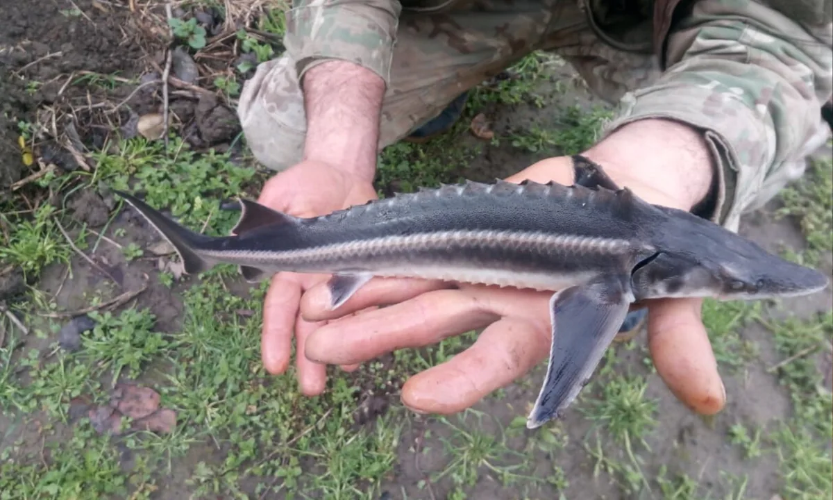 A ship sturgeon found in the Rioni by a local fisher.