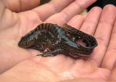 Northern Banded Newt (Ommatotriton ophryticus) — mountain forest, subalpine, western coast — Sergey Lednev