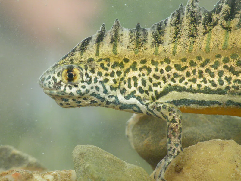 Northern Banded Newt (Ommatotriton ophryticus) — mountain forest, subalpine, western coast — Wouter Beukema
