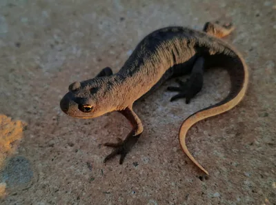 Kuzey şeritli semender (Ommatotriton ophryticus)
