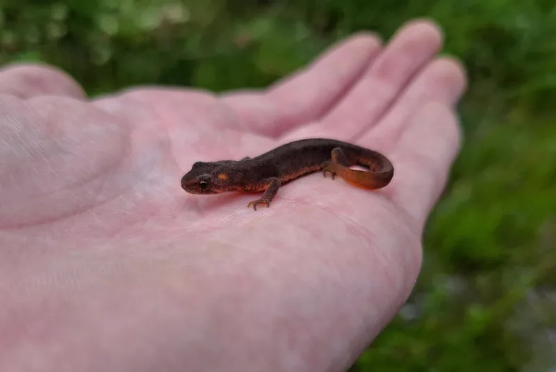 კავკასიური ტრიტონი (Ommatotriton ophryticus)