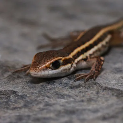 Snake-Eyed Lizard (Ophisops elegans) — Southeast Georgia — sporadic