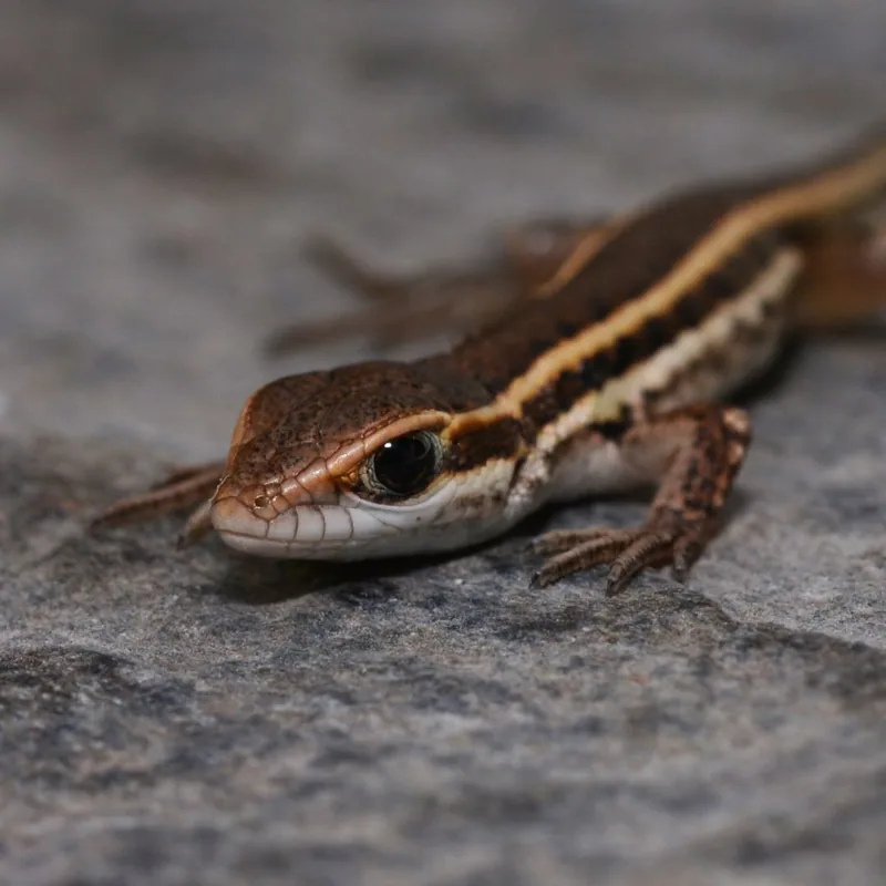 Snake-Eyed Lizard (Ophisops elegans) — Southeast Georgia — sporadic